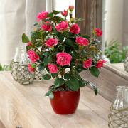 Miniros cerise - Konstgjord växt