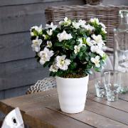 Azalea vit - Konstgjord växt