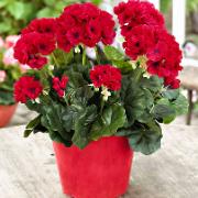 Mica® Pelargonia röd - Konstgjord växt