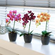 Brudorkidé 32 cm  – Konstgjord växt