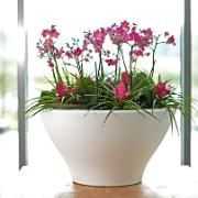 Pure® Swing fuchsia