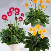 Kollektion Garvinea® i rosa, orange och gul