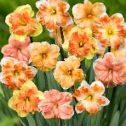 Narcisser ‘Flower Power’ Mix