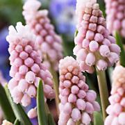 Pärlhyacint ‘Pink Surprise’® Pärlhyacint ‘Pink Surprise’®