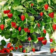 Jordgubbstorn med 9 jordgubbsplantor