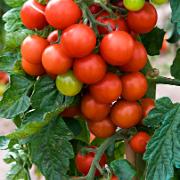 Kvisttomat 'Foose F:1' Kvisttomat 'Foose F:1'