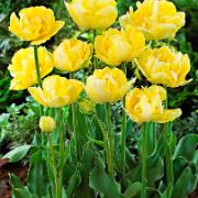 Tulpaner ‘Yellow Mountain’ Tulpaner ‘Yellow Mountain’