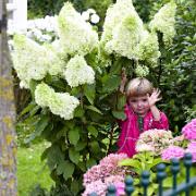 Vipphortensia 'Magical Moonlight'