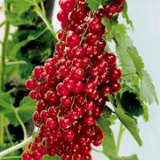 Röda vinbär på stam