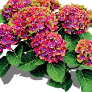 Trefärgad hortensia