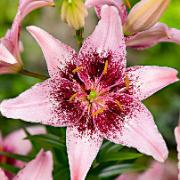 Storblomstrande lilja Tango® 'Thesire'