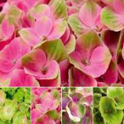 Hortensia Magical® 'Amethyst Pink' 