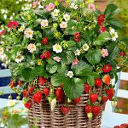 Jordgubbar ‘Treasure’ Mix F:1 hybrid