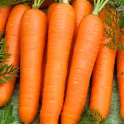 Sommarmorötter ‘Amsterdamse Bak’