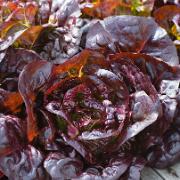 Bindsallad 'Mordore'