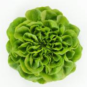 Sallat Salanova® ‘Aquino’