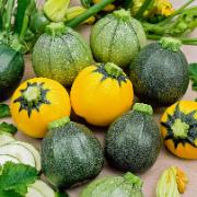 Runda courgettes