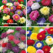 Kollektion med 4 sorters sommaraster