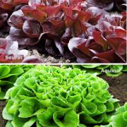 Sallat Salanova® ‘Aquino’ och ‘Seurat’