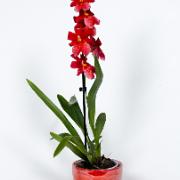 Burrageara 'Nelly Isler' med kruka