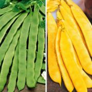 Skärbönor 'Rheingold' och 'Algarve'