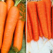 Sommarmorötter och vintermorötter