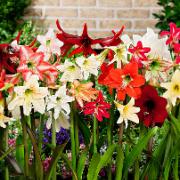 Trädgårdsamaryllis ‘Sonatini’ Mix