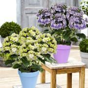 Hortensior med dubbla blommor inklusive kruka