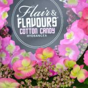 Hortensia 'Cotton Candy'®