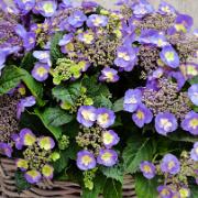 Tvåfärgad hortensia 'Blueberry Cheesecake' med fyllda blommor