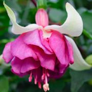 Hängande fuchsia 'Flying Scotsman'