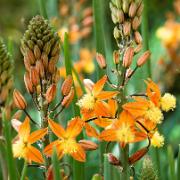 Bulbine frutescens