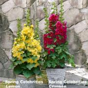 Ettåriga stockrosor 'Spring Celebrities Crimson' och 'Spring Celebrities Lemon'