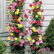 3 bägarrankor + blomkruka