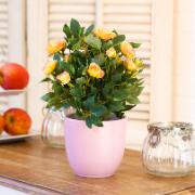 Ros persika - Konstgjord växt