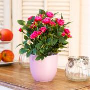 Ros mörkrosa - Konstgjord växt