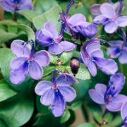 Blåvingeklerodendrum