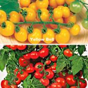 Delikatesstomater 'Red Bell' och 'Yellow Bell'