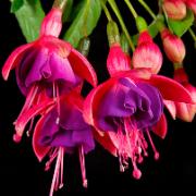 Vinterhärdig fuchsia ‘Tom Thumb’