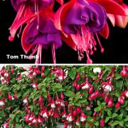 Kollektion med vinterhärdiga Fuchsior