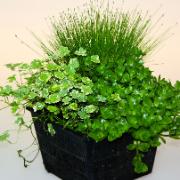 Syrealstrande växter Mix