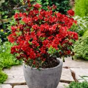 Japansk azalea 'Kazuko'
