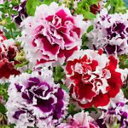 Petunia 'Double Pirouette'