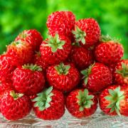 Jordgubbe 'Strasberry'