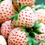 Vita jordgubbar 'Pine-Berry Natural Albino'®