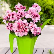 Limegrön vattenkanna 'Oase'