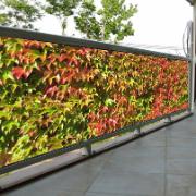 Balkongpresenning Murgröna