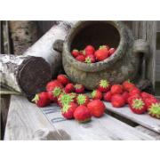Trädgårdsmålning - Jordgubbar