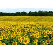 Trädgårdsmålning - solrosor