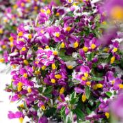 Polygala 'Purple Passion'